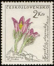 Koniklec slovenský, pulsatilla slavica REUSS