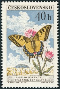 Swallowtail (Papilio machaon)