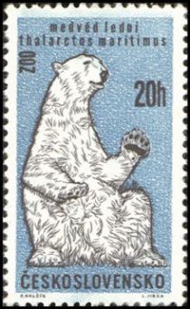 Polar Bear (Ursus maritimus)