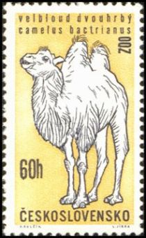 Bactrian Camel (Camelus ferus bactrianus)