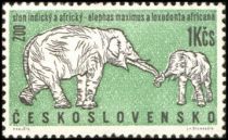 Asian Elephant (Elephas maximus)