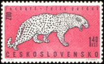 Leopard (Panthera pardus)