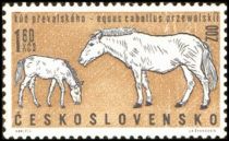 Przewalski’s Horse (Equus przewalskii)