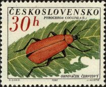 Cardinal Beetle (Pyrochroa coccinea)