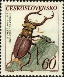 Stag Beetle (Lucanus cervus)