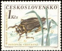 Great Diving Beetle (Dytiscus marginalis)