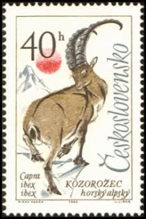 Alpine Ibex (Capra ibex)