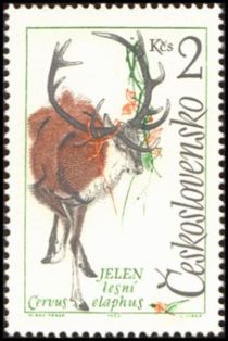 Red Deer (Cervus elaphus)