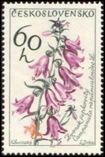 Creeping bellflower (Campanula rapunculoides)