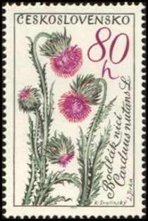 Nodding thistle (Carduus nutans)