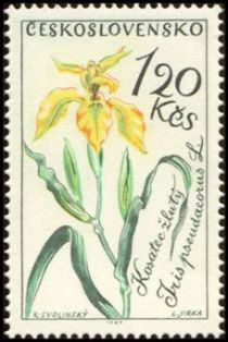 Yellow iris (Iris pseudacorus)