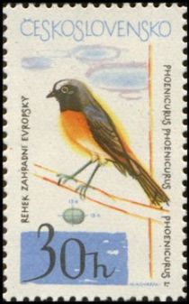 Common Redstart (Phoenicurus phoenicurus)