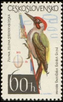 Green Woodpecker (Picus viridis)