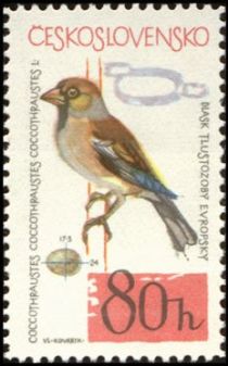 Hawfinch (Coccothraustes coccothraustes)