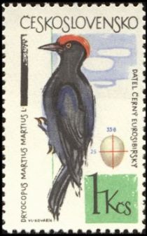 Black Woodpecker (Dryocopus martius)