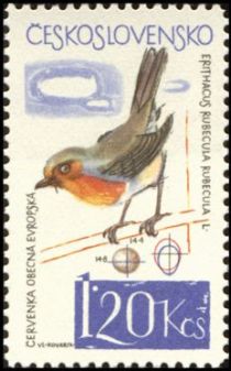 European Robin (Erithacus rubecula)