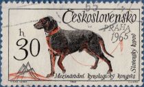 Slovakian Kopov (Canis lupus familiaris)