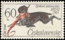 Czesky Fousek (Canis lupus familiaris)