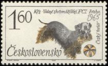 Czesky Terrier (Canis lupus familiaris)