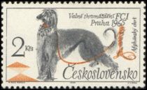 Afghan Hound (Canis lupus familiaris)