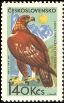 Golden Eagle (Aquila chrysaetos)