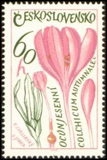 Meadow Saffron (Colchicum autumnale)