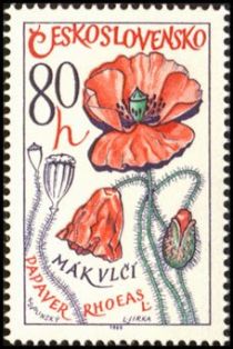 Common Poppy (Papaver rhoeas)