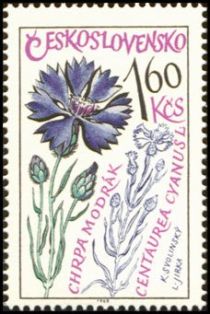 Cornflower (Centaurea cyanus)