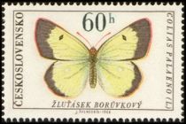 Moorland Clouded Yellow (Colias palaeno)