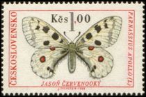 Apollo (Parnassius apollo)