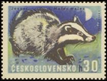 European Badger (Meles meles)