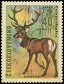 Red Deer (Cervus elaphus)