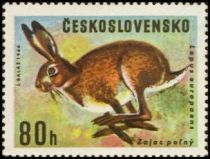 European Hare (Lepus europaens)