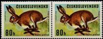 European Hare (Lepus europaeus)