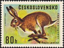 European Hare (Lepus europaeus)