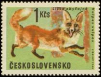 Red Fox (Vulpes vulpes)