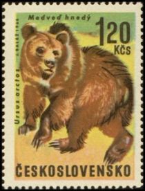 Brown Bear (Ursus arctos)