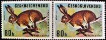 European Hare (Lepus europaeus)