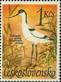 Pied Avocet (Recurvirostra avosetta)