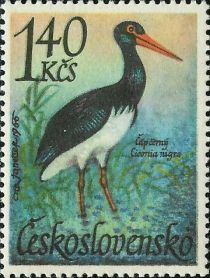 Black Stork (Ciconia nigra)