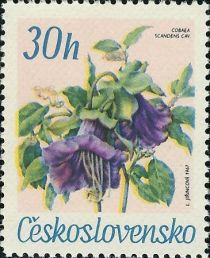 Cup and saucer vine (Cobaea scandens)