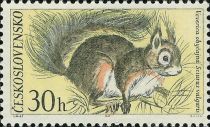 Eurasian Red Squirrel (Sciurus vulgaris)