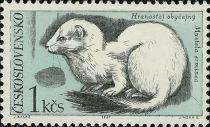 Stoat (Mustela erminea)