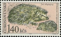 West European Hedgehog (Erinaceus europaeus)