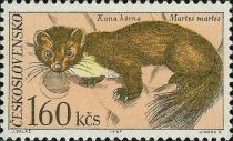 European Pine Marten (Martes martes)