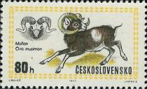 Mouflon (Ovis musimon)