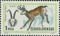 Chamois (Rupicapra rupicapra)