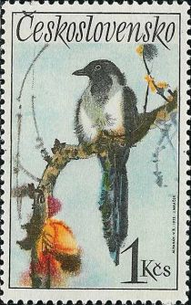 Eurasian Magpie (Pica pica)