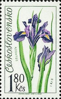 Iris