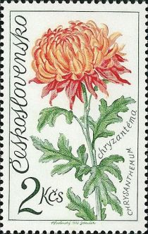 Chrysanthemum